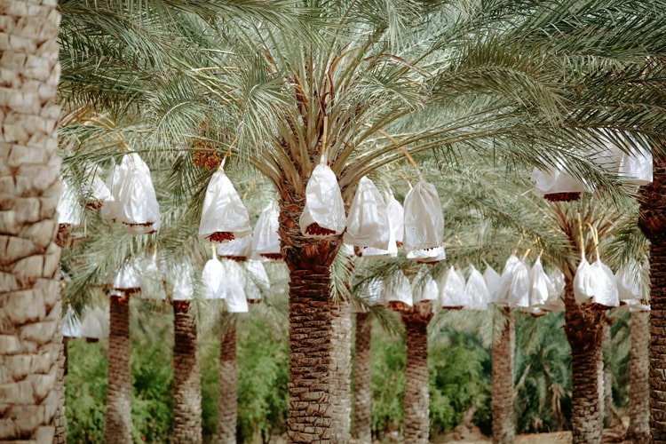 Date palm waste