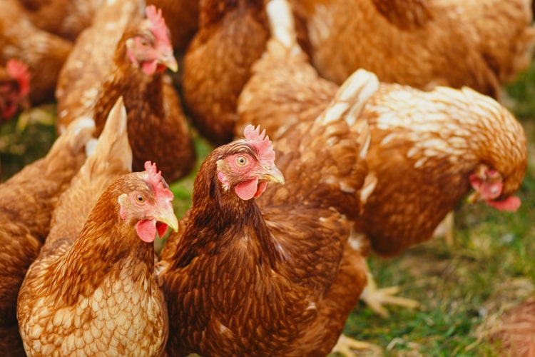 Poultry manure