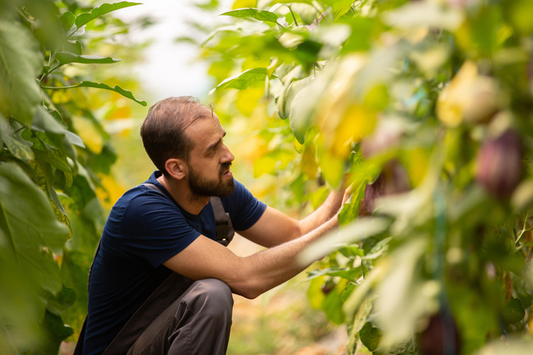 Apply and monitor biochar benefits